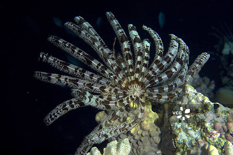 夜间克伦辛格海星，埃及红海图片素材