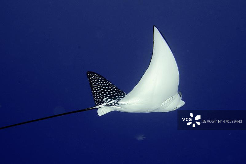 蓝底下的斑点鹰魟，埃及红海图片素材