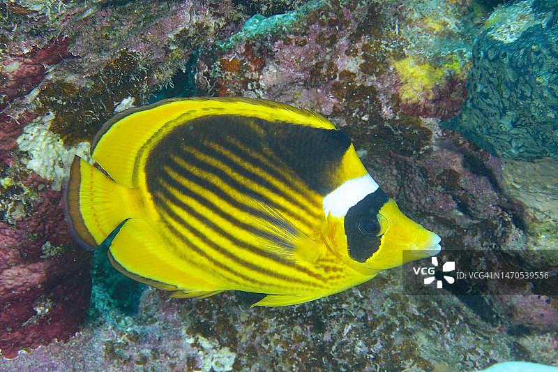 斜纹蝴蝶鱼，红海，埃及图片素材