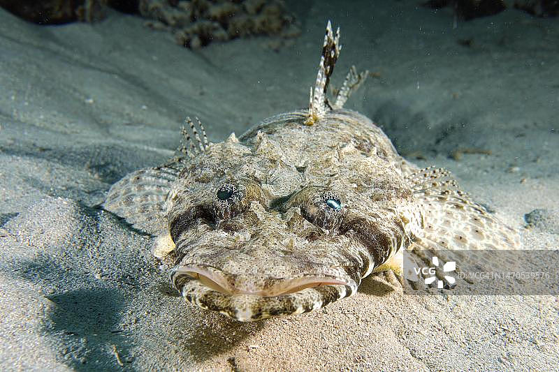埃及红海鳗湾珊瑚礁点的触须扁头鱼图片素材