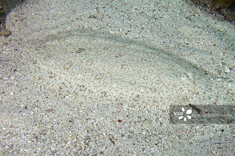 红海，埃及：伪装良好的无鳍鳎图片素材