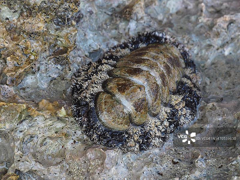 埃及红海：瓦伊兰特石鳖图片素材