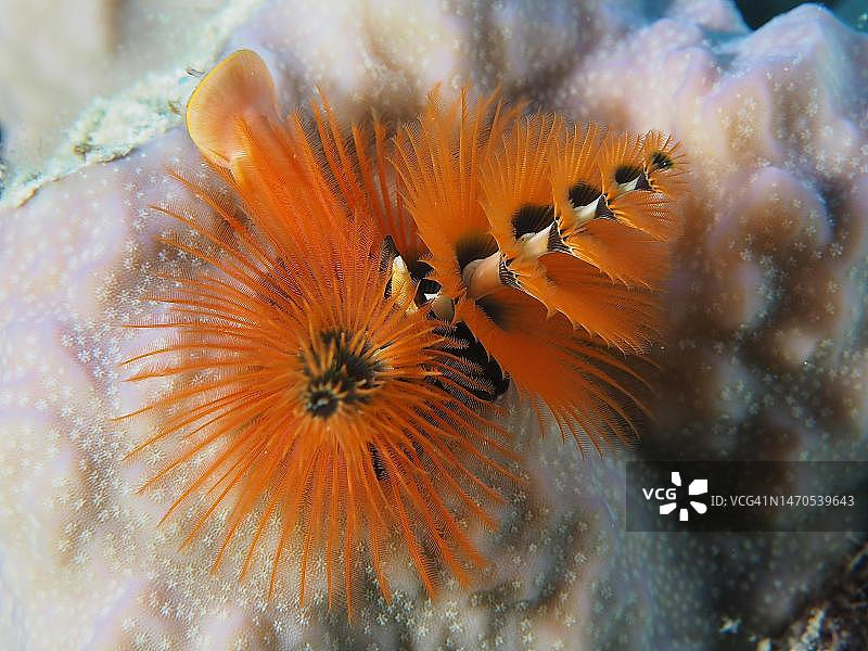 红海埃及红树林湾的橙色圣诞树虫图片素材