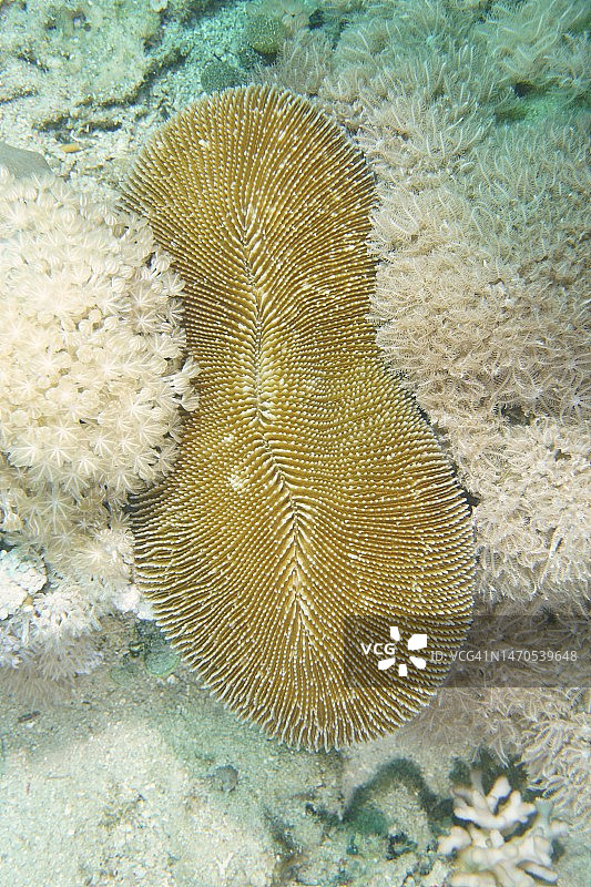 红海埃尔库塞尔红树林湾的蘑菇珊瑚礁图片素材