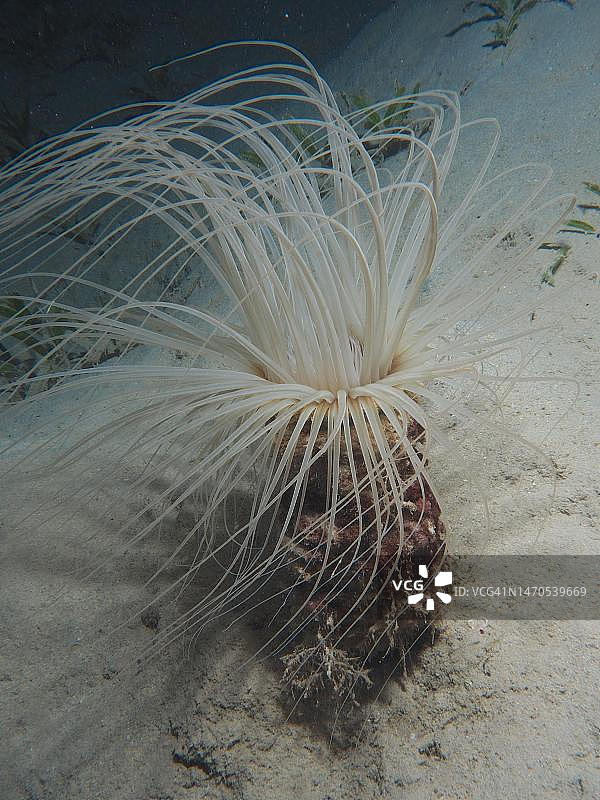 管栖海葵，红海，埃及图片素材