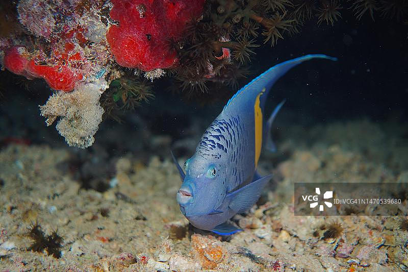 半月神仙鱼，锡斯尔葛姆号沉船潜水点，埃及西奈半岛，红海图片素材
