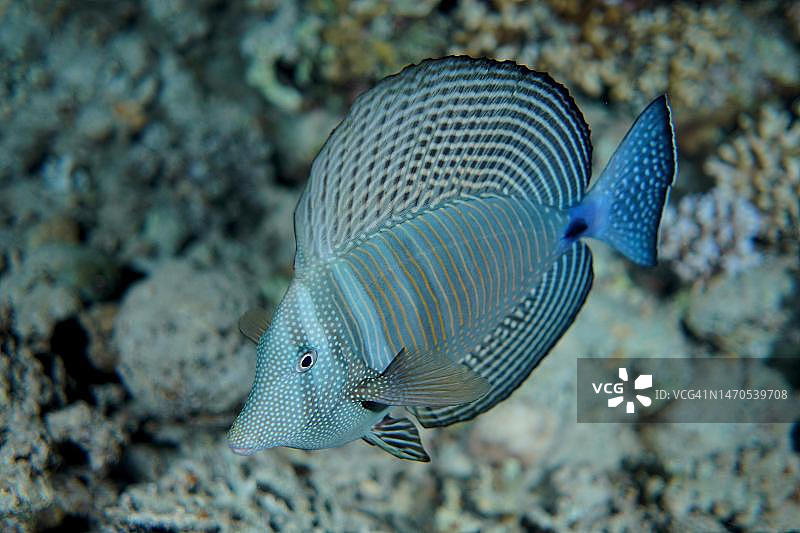 德氏刺尾鱼，拉斯·穆罕默德国家公园潜水点，西奈，埃及，红海图片素材