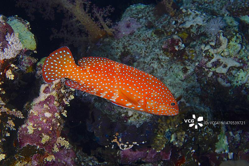 宝石石斑鱼(Cephalopholis oligosticta),埃尔芬斯通礁潜水点,埃及,红海图片素材