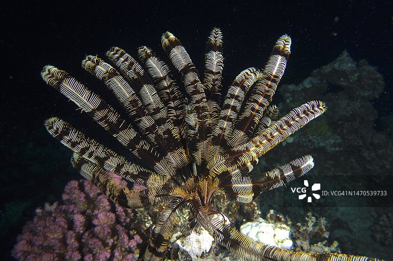 夜间的克伦辛格发状海星，埃及红海图片素材
