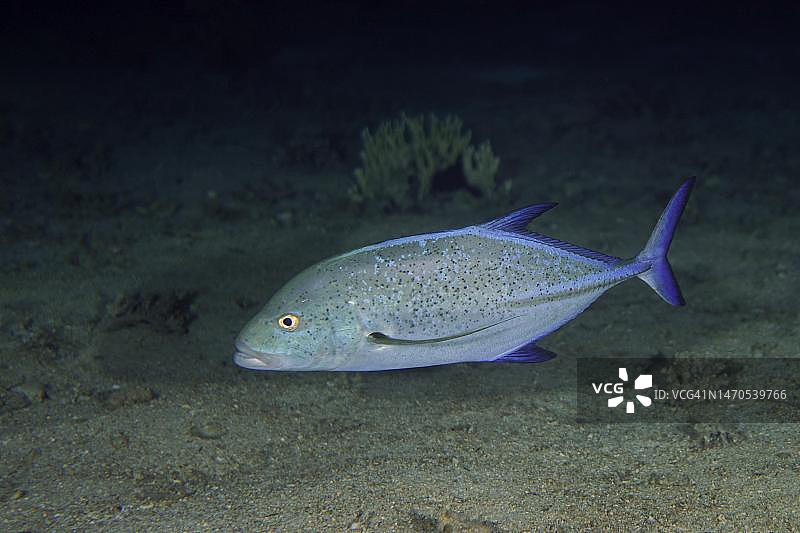 红海西奈蒂朗海峡夜间蓝鳍鲹图片素材