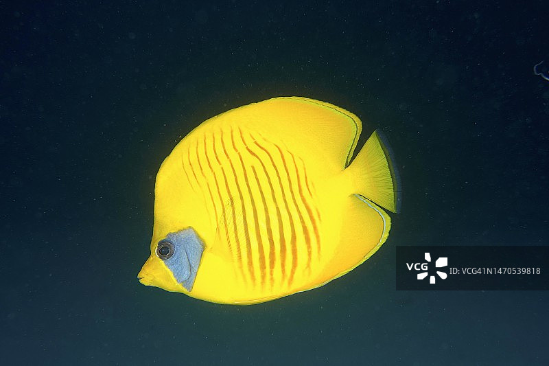 夜间蓝颊蝴蝶鱼，红海埃及图片素材