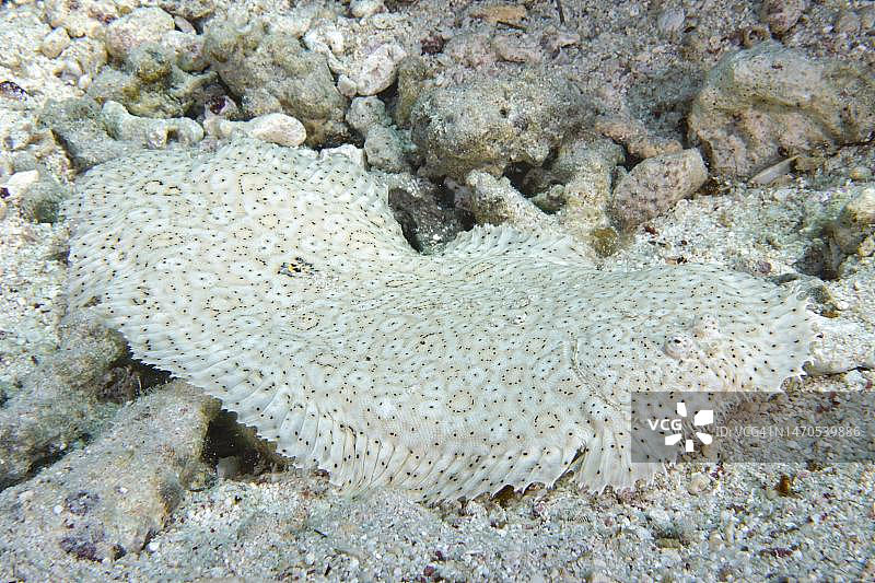 鳍足鳎在红海巨石上图片素材