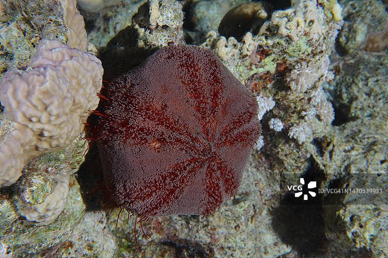 马赫穆德沙布潜水点的海胆，埃及西奈半岛，红海图片素材