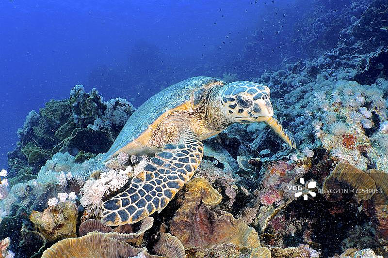 玳瑁，位于埃及马萨索纳礁潜水点，红海图片素材