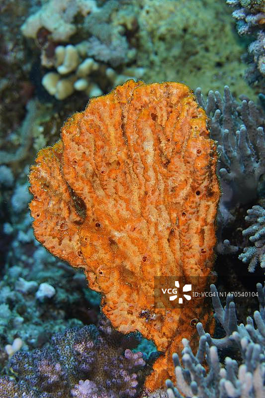 象耳海星，红海，埃及奎塞尔红树林湾图片素材