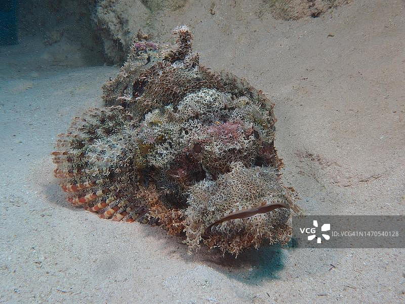 缨鲉，红海，埃及图片素材