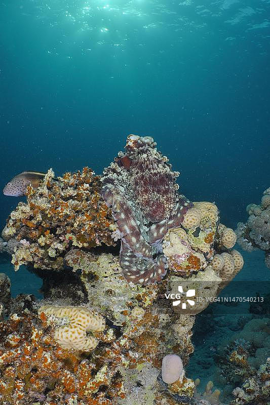 红海埃及，克赛尔红树湾潜水点的蓝色大章鱼图片素材