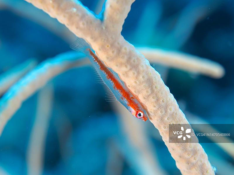 红海埃及El Quesir红树林湾潜水点House Reef的矮虾虎鱼图片素材