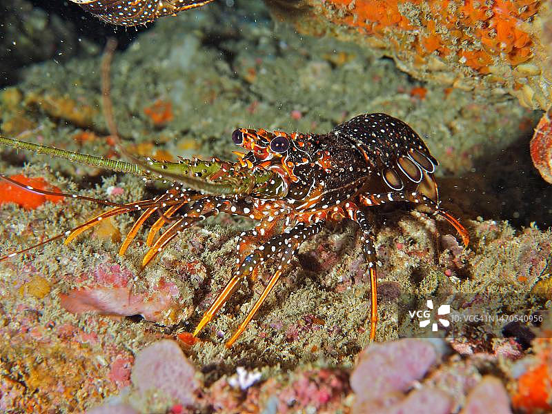 古巴龙虾，珊瑚花园潜水点，哥斯达黎加图片素材