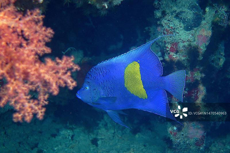 半月神仙鱼，埃及西奈红海图片素材