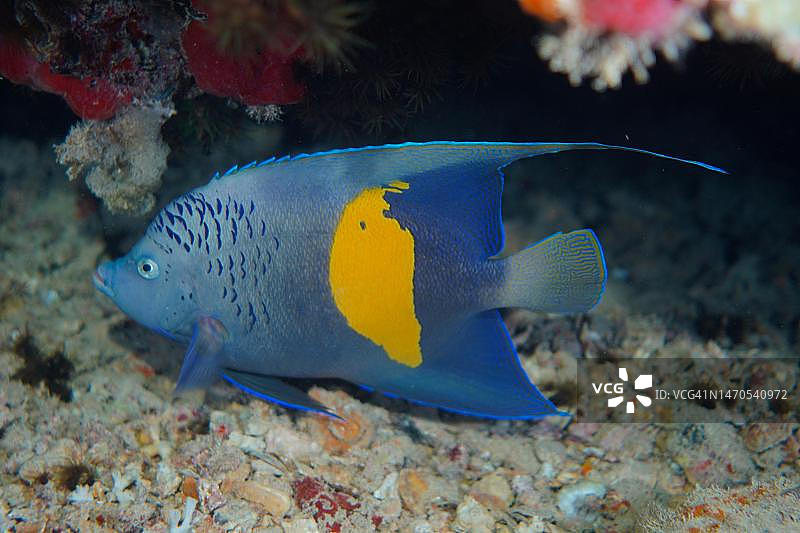 半月神仙鱼，埃及西奈红海图片素材