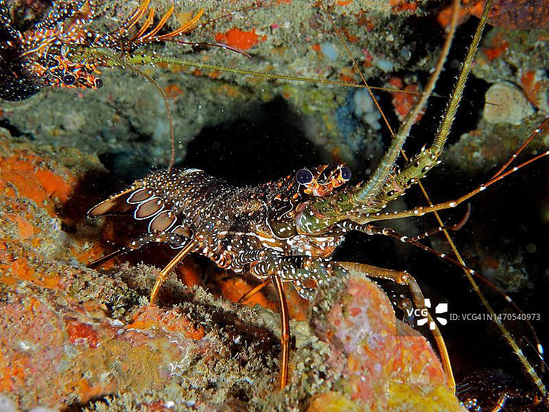 古巴龙虾，珊瑚花园潜水点，哥斯达黎加图片素材