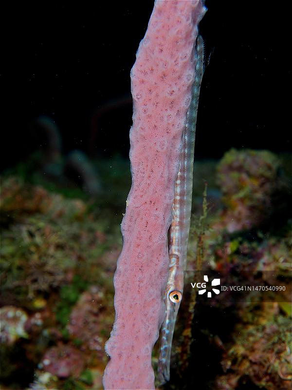 哥斯达黎加幼年西大西洋喇叭鱼躲避鞭珊瑚图片素材