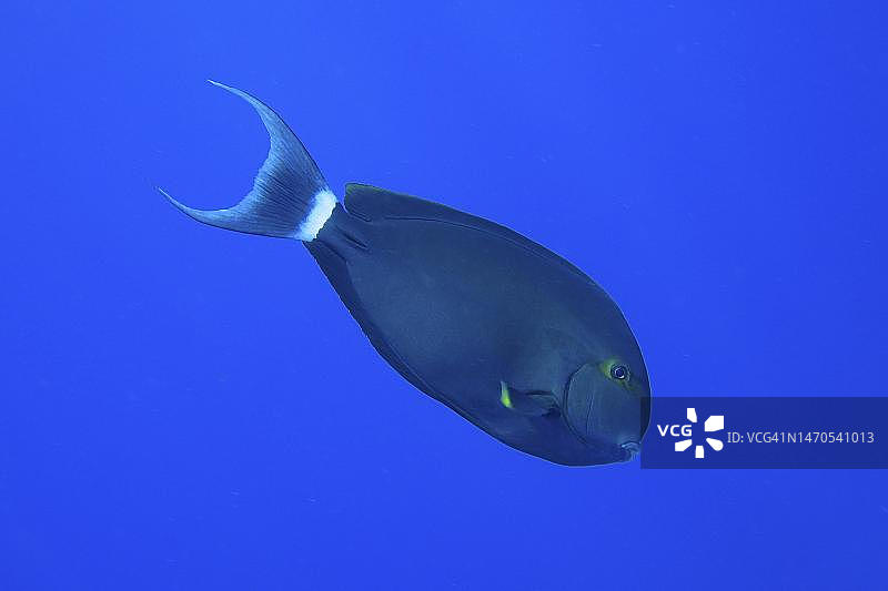 蓝色背景下的大西洋海金鱼，埃及红海圣约翰潜水点图片素材