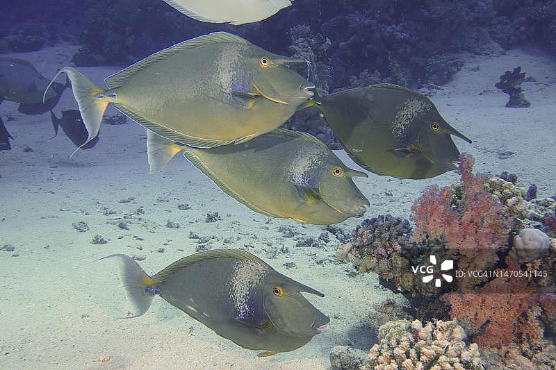 独角鱼群（鼻鱼属），位于埃及西奈半岛拉斯·穆罕默德国家公园红海潜水点图片素材
