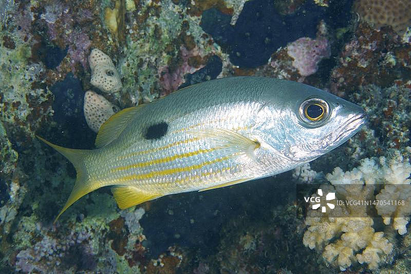 埃伦伯格鲷鱼，红海El Quesir红树林湾House Reef潜水点，埃及图片素材