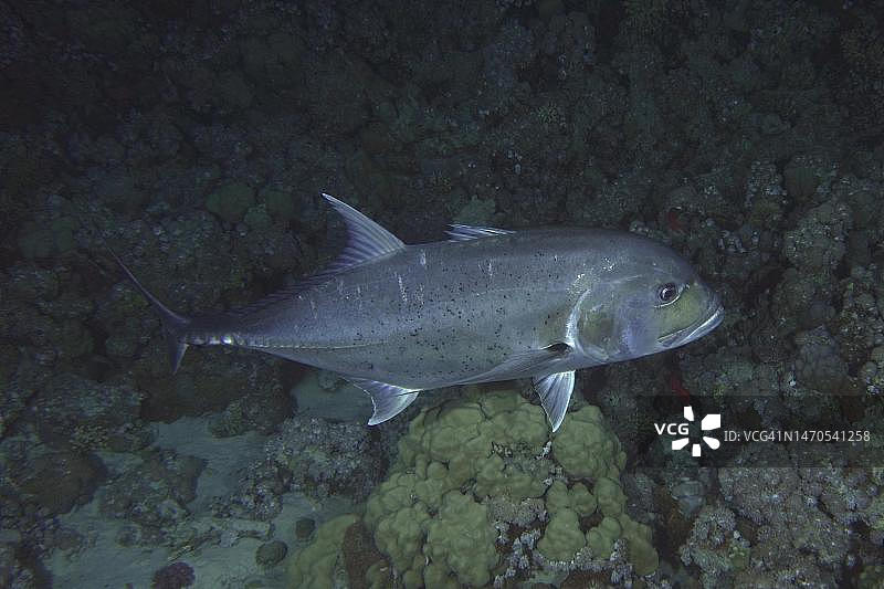 红海，埃及西奈半岛，沙阿布·马哈茂德潜水点的浪游巨型瓜子鲹图片素材