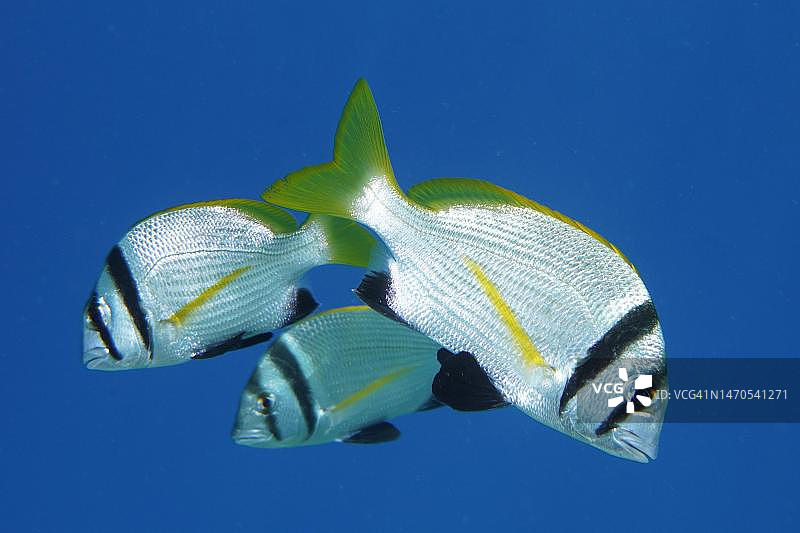 双带鲷鱼群，红海，埃及图片素材