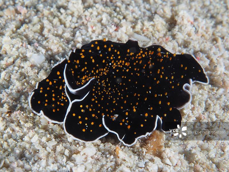 埃及红海星空旋虫图片素材