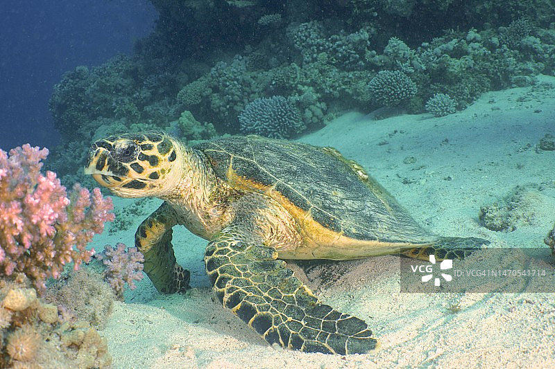 玳瑁海龟，红海，埃及图片素材