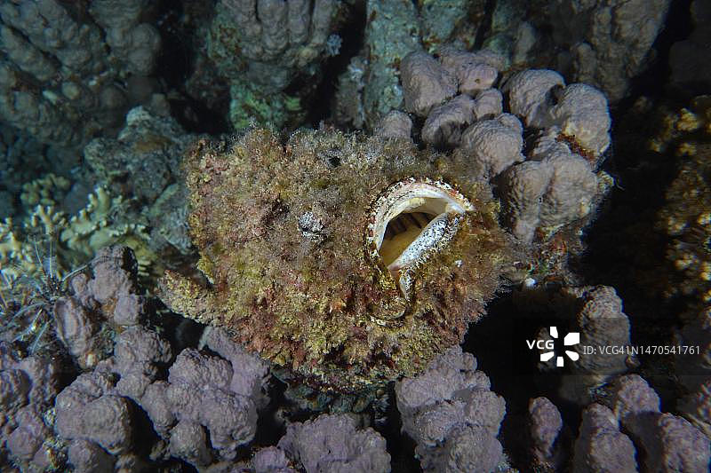 张开大嘴的毒鲉，位于埃及西奈半岛沙姆沙伊赫的沙布马哈茂德潜水点，红海图片素材