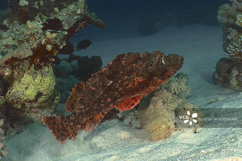 缨鲉，红海，埃及图片素材