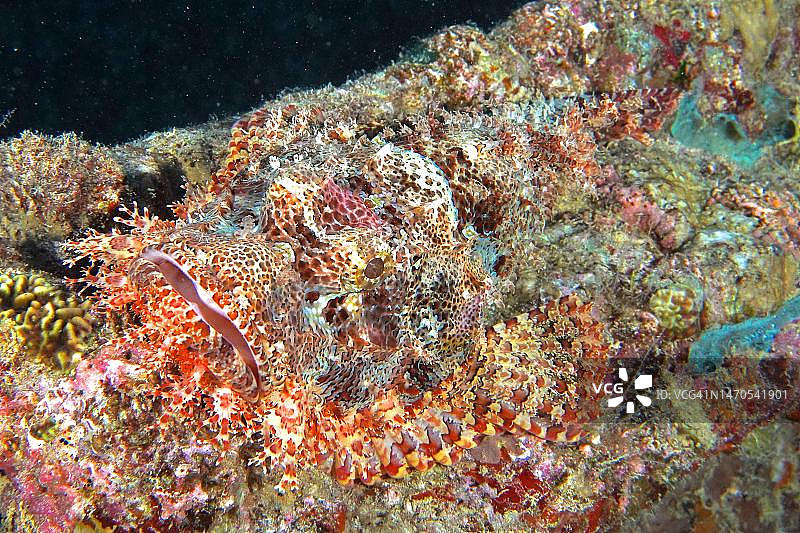 伪装良好的缨须蝎子鱼，位于埃及西奈红海Thistlegorm号沉船潜水点图片素材