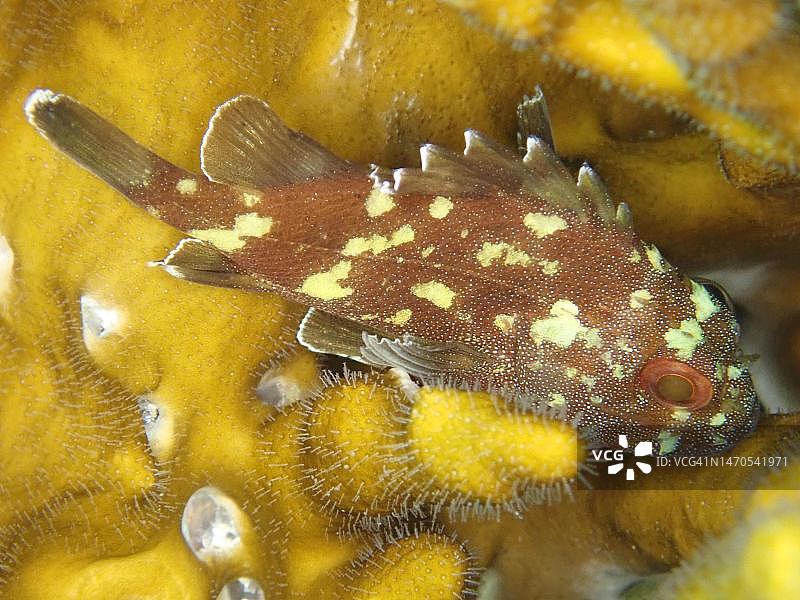 埃及红海海域，黄斑鲉藏身网状火珊瑚图片素材