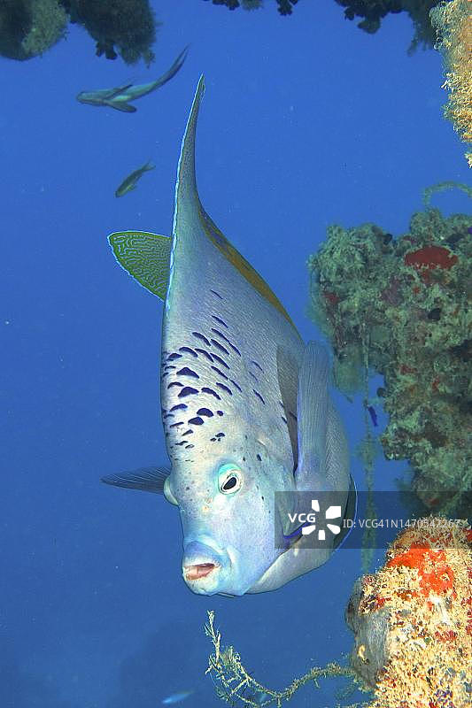 半月神仙鱼，锡斯尔葛姆号沉船潜水点，埃及西奈半岛，红海图片素材