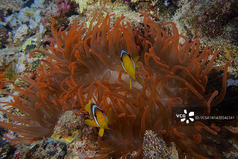 红色海葵鱼(双带刺盖鱼)栖息的荧光泡尖海葵(Entacmaea quadricolor),潜水点位于埃及红海El Quesir红树林湾House Reef图片素材