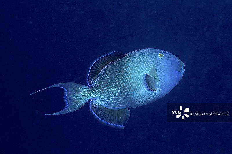 红海埃及的蓝扳机鱼图片素材