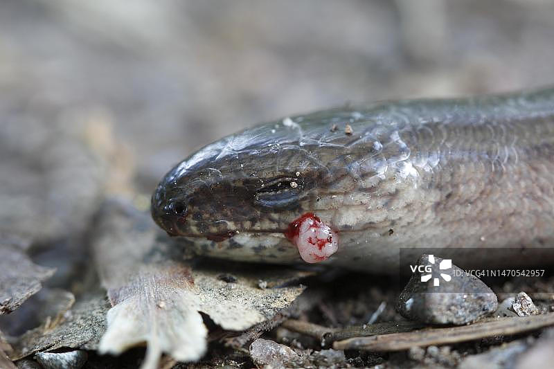 西部慢蛇(脆弱蜥蜴)，受伤动物写真，德国萨克森-安哈尔特州德绍-罗斯劳图片素材