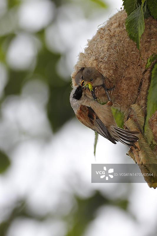 欧亚攀雀在巢中喂养幼鸟，德国萨克森-安哈尔特州德绍-罗斯劳图片素材