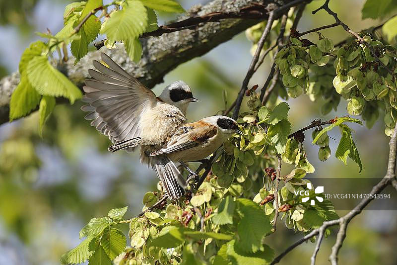 攀雀交配，位于德国萨克森-安哈尔特州德绍-罗斯劳图片素材
