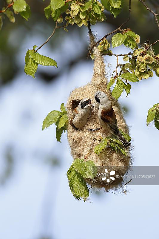 两只欧亚攀雀在鸟巢里争吵，德国德绍-罗斯劳图片素材