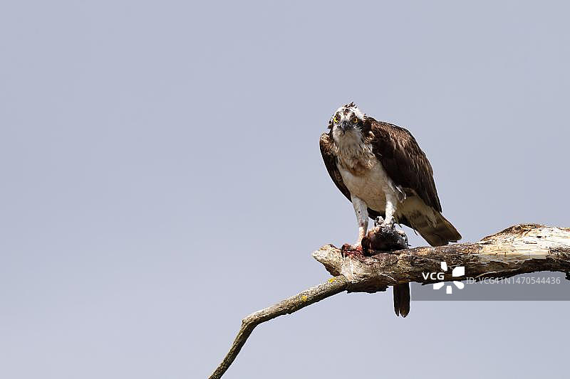 西方鱼鹰(Pandion haliaetus)坐在树上,佩内河谷自然公园,德国梅克伦堡-西波美拉尼亚图片素材
