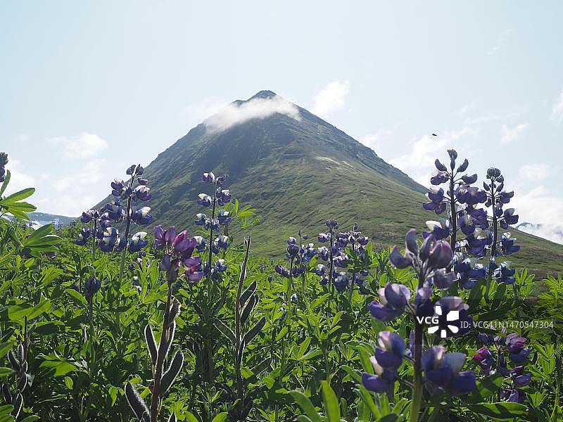 冰岛锡格吕菲厄泽附近山丘上的羽扇豆图片素材