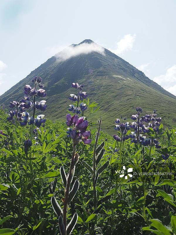 冰岛锡格吕菲厄泽附近山丘上的羽扇豆图片素材