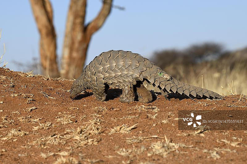 非洲穿山甲，纳米比亚奥乔宗朱帕区奥科尼马自然保护区图片素材