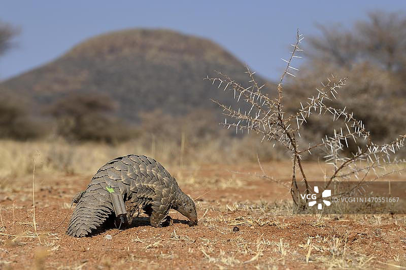 非洲穿山甲，纳米比亚奥乔宗朱帕区奥科尼马自然保护区图片素材
